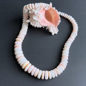Queen Conch Shell